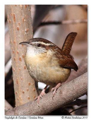 Troglodyte de Caroline  Carolina wren