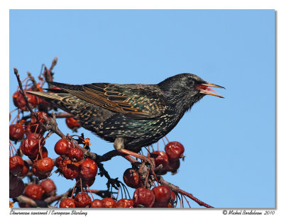 Étourneau sansonet European Starling