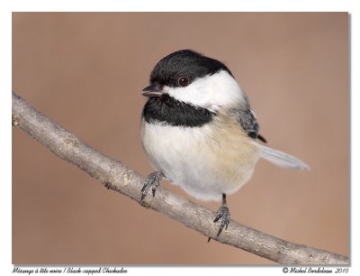 Msange  tte noire  Black-capped Chickadee