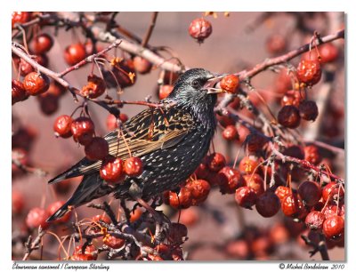 tourneau sansonnet  European Starling