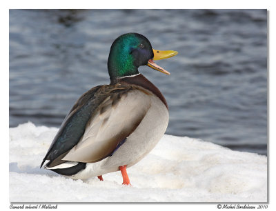 Canard colvert  Mallard