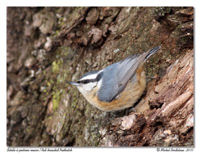 Sitelle  poitrine rousse  Red-breasted Nuthatch