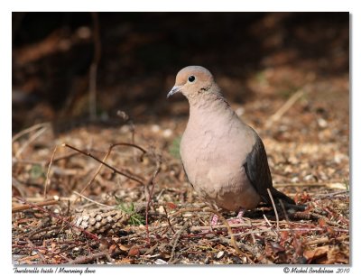 Tourterelle triste Mourning Dove