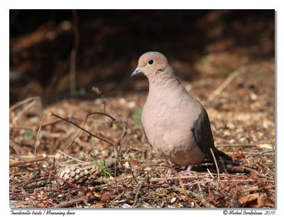 Tourterelle triste  Mourning Dove