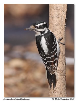 Pic chevelu  Hairy Woodpecker