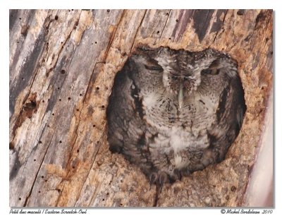 Petit duc macul - Eastern screetch owl