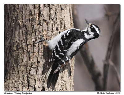 Pic mineur  Downy Woodpecker