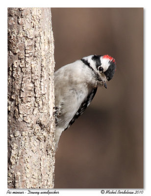 Pic mineur  Downy Woodpecker