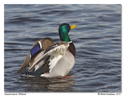 Canard colvert  Mallard