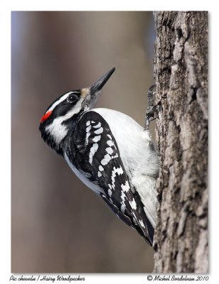 Pic chevelu  Hairy Woodpecker