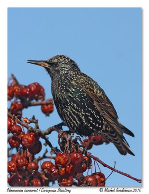 tourneau sansonnet  European Starling