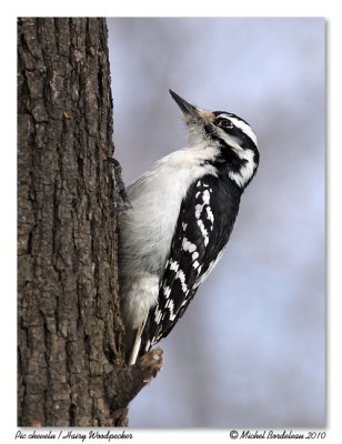 Pic chevelu  Hairy Woodpecker