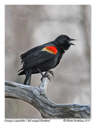 Carouge à épaulettes Red-winged Blackbird