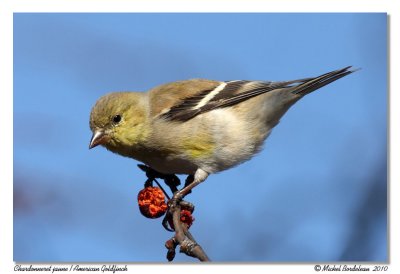 Chardonneret jaune  American Goldfinch