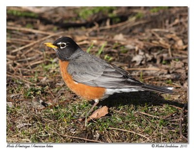 Merle d'Amrique  American Robin