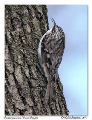 Grimpereau brun  Brown creeper