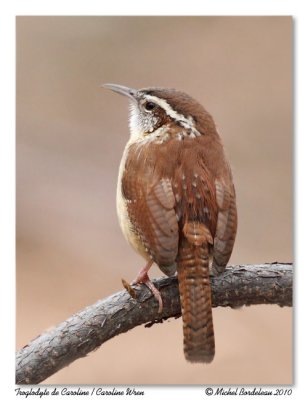 Troglodyte de Caroline Carolina Wren