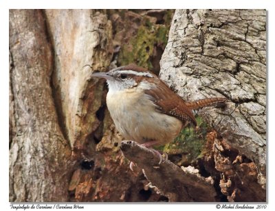 Troglodyte de Caroline  Carolina wren