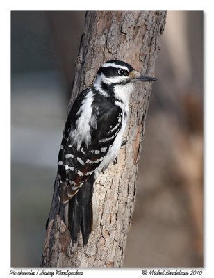 Pic chevelu  Hairy Woodpecker