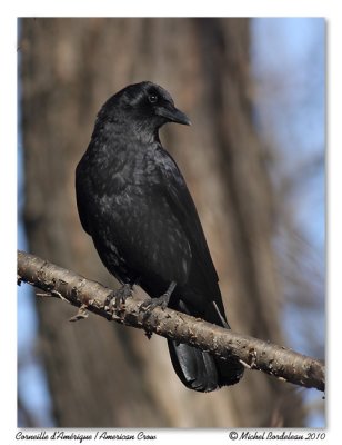 Corneille d'Amérique American crow