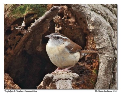 Troglodyte de Caroline  Carolina wren