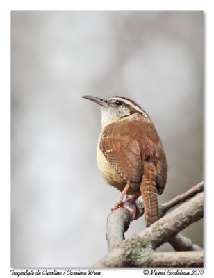 Troglodyte de Caroline Carolina wren