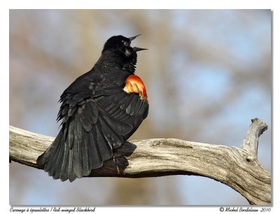 Carouge  paulettes  Red winged blackbird