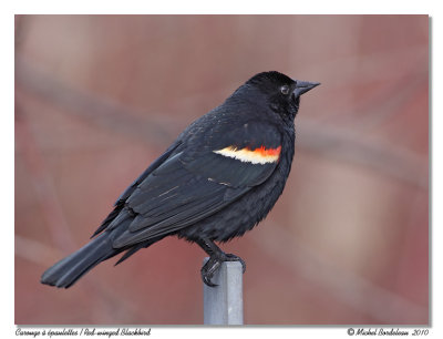 Carouge  paulettes  Red winged blackbird