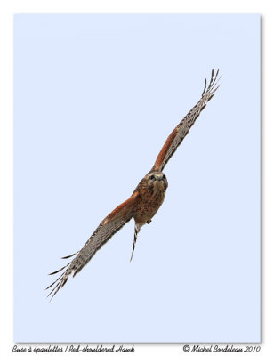 Buse  paulettes  Red-shouldered Hawk