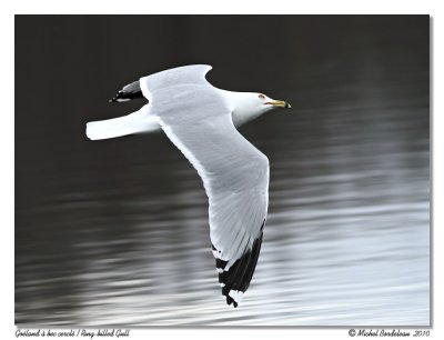 Goland  bec cercl  Ring-billed gull