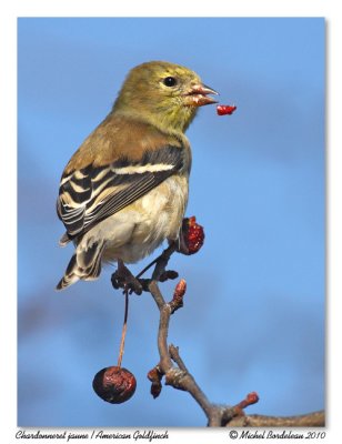 Chardonneret jaune  American Goldfinch