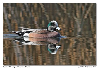 Canard d'Amrique  American Wigeon