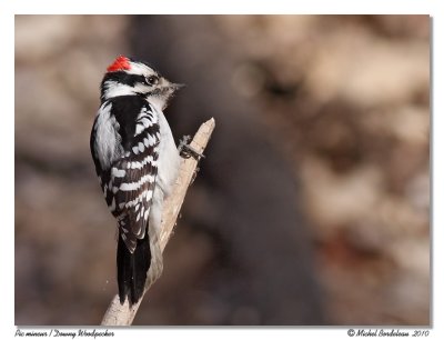 Pic mineur <br> Downy Woodpecker