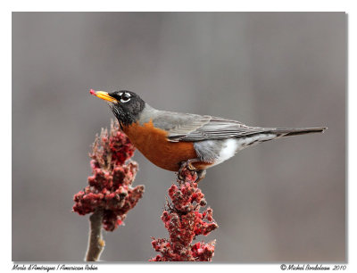 Merle d'Amrique  American Robin