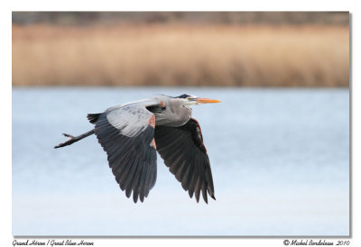 Grand hron  Great blue heron