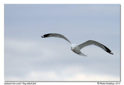 Goland  bec cercl  Ring-billed Gull