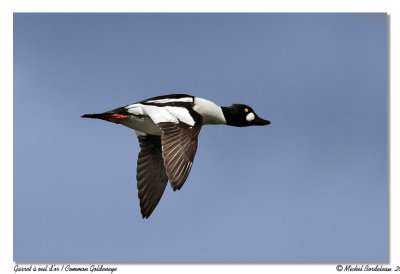 Garrot  oeil d'or  Common goldeneye