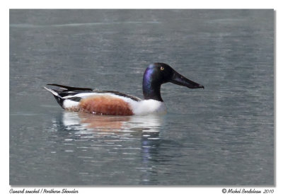 Canard souchet  Northern shoveler