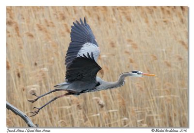 Grand hron  Great blue heron