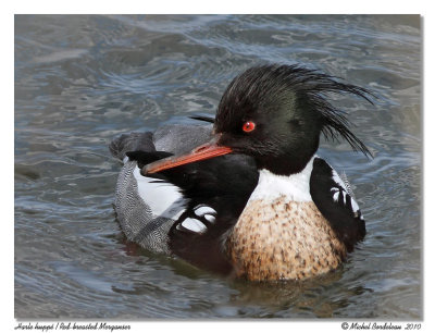 Harle hupp  Red-breasted Merganser