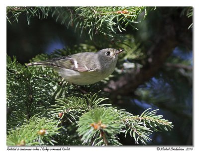 Roitelet  couronne rubis <br/> Ruby crowned kinglet
