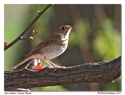 Grive solitaire - Hermit thrush