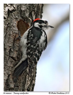 Pic mineur  Downy Woodpecker