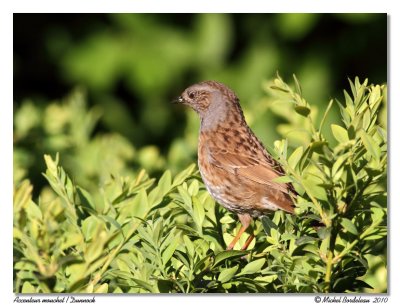 Accenteur mouchet Dunnock