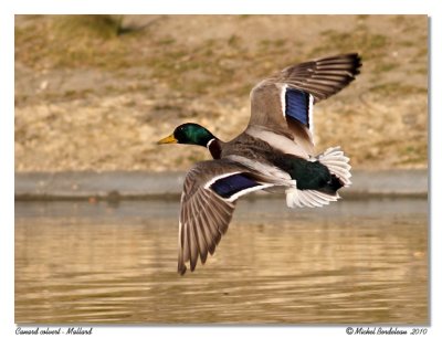 Canard colvert Mallard