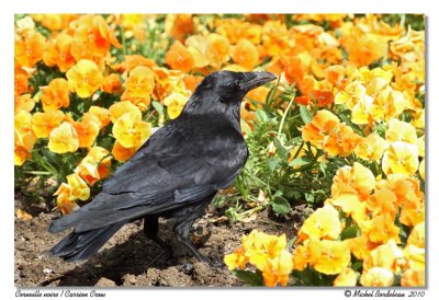 Corneille noire Carrion Crow