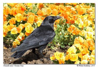 Corneille noire  Carrion Crow