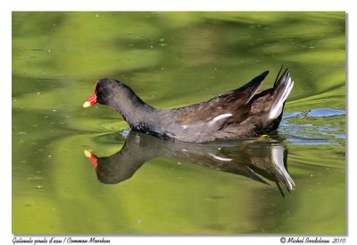 Gallinule Poule d'eau  Common Moorhen