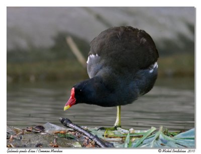 Gallinule Poule d'eau Common Moorhen