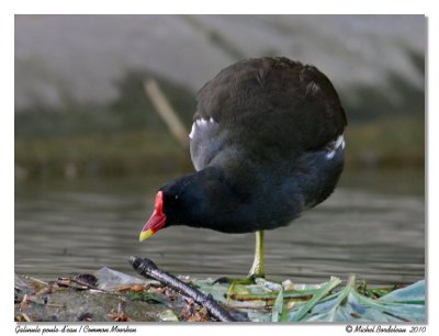 Gallinule Poule d'eau  Common Moorhen